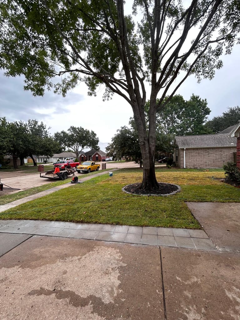 Large mature tree with dark trunk and green canopy in residential neighborhood street with concrete sidewalk and brick houses