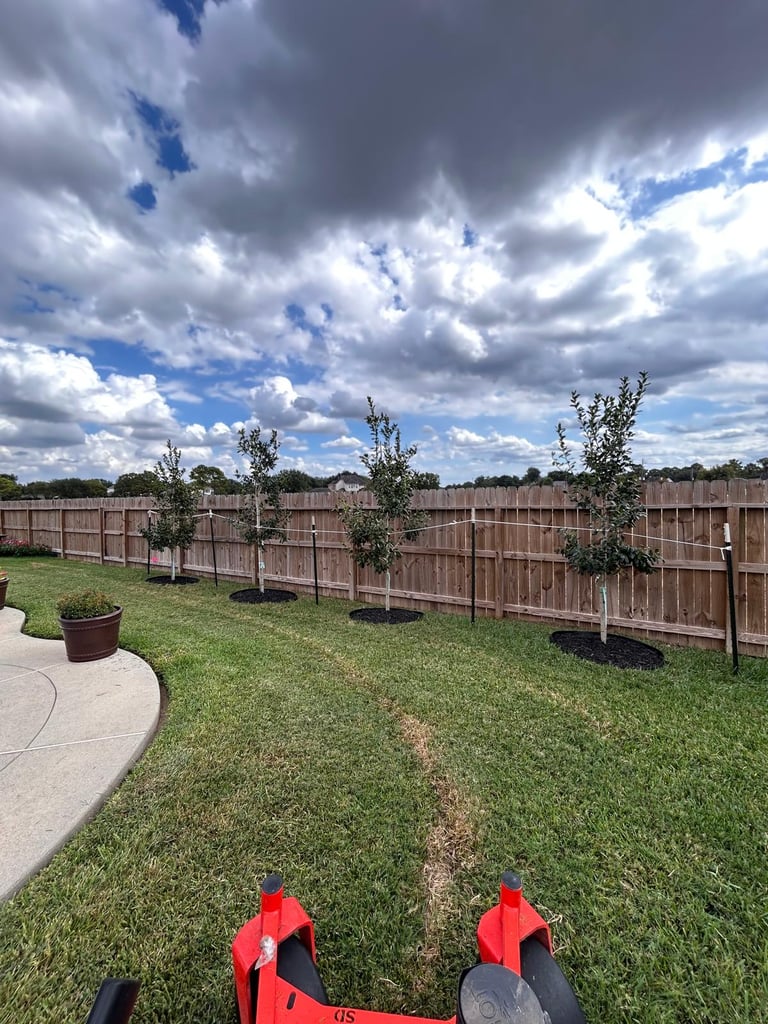 Backyard view with red shoes in foreground, wooden fence, young trees, grass lawn, and cloudy sky